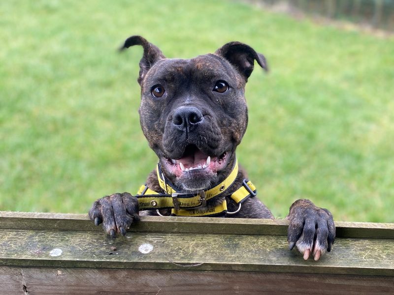 Staffordshire Bull Terrier for adoption in Wickford, Essex – 5 years old - Image 7 of 9