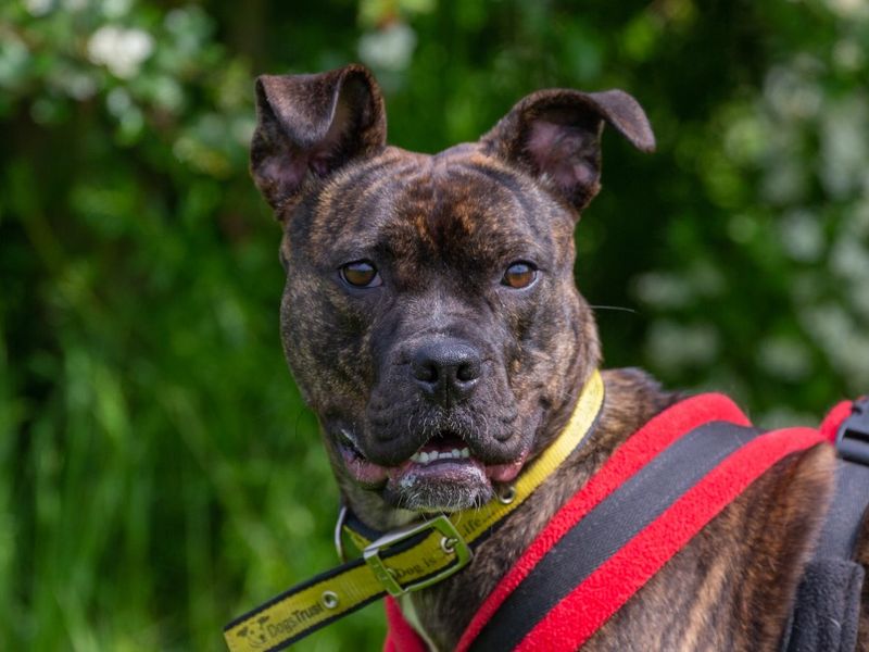 Staffordshire Bull Terrier for adoption in Wickford, Essex – 5 years old - Image 5 of 9