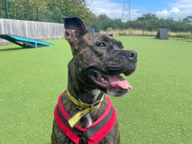 Staffordshire Bull Terrier for adoption in Wickford, Essex – 5 years old - Image 4 of 9