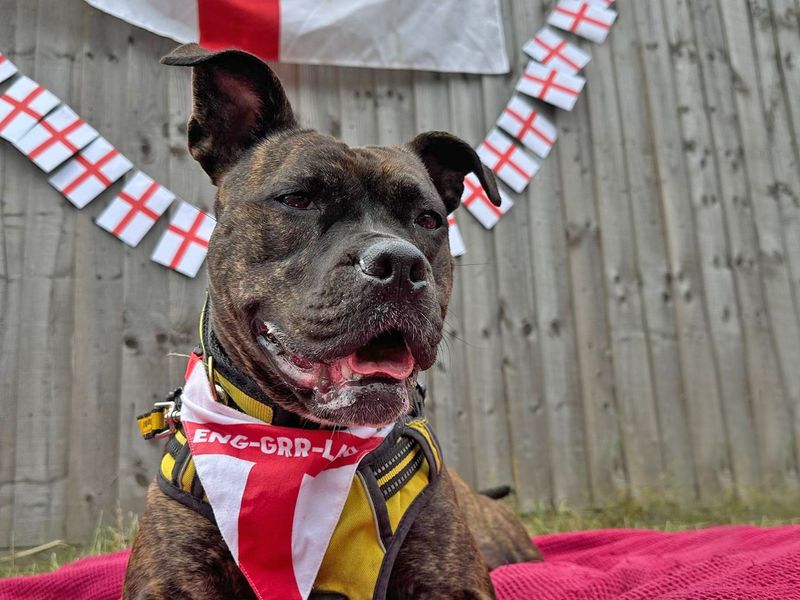 Staffordshire Bull Terrier for adoption in Wickford, Essex – 5 years old - Image 2 of 9