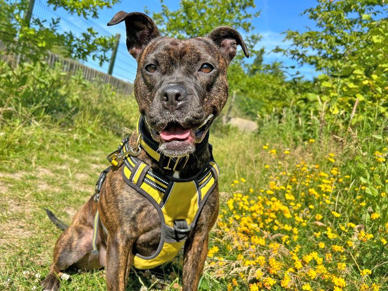 Staffordshire Bull Terrier for adoption in Wickford, Essex – 5 years old - Image 9 of 9