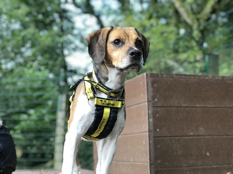 Fig for sale in Ilfracombe - Image 4