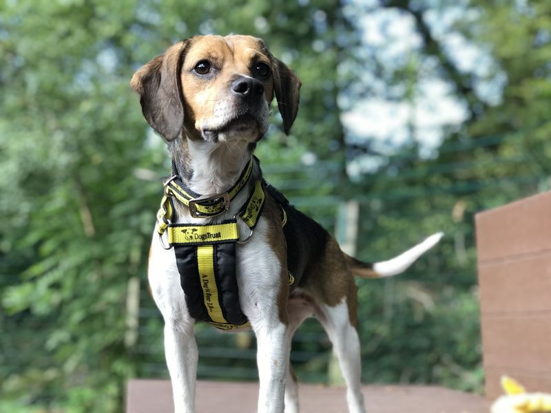 Fig for sale in Ilfracombe - Image 3