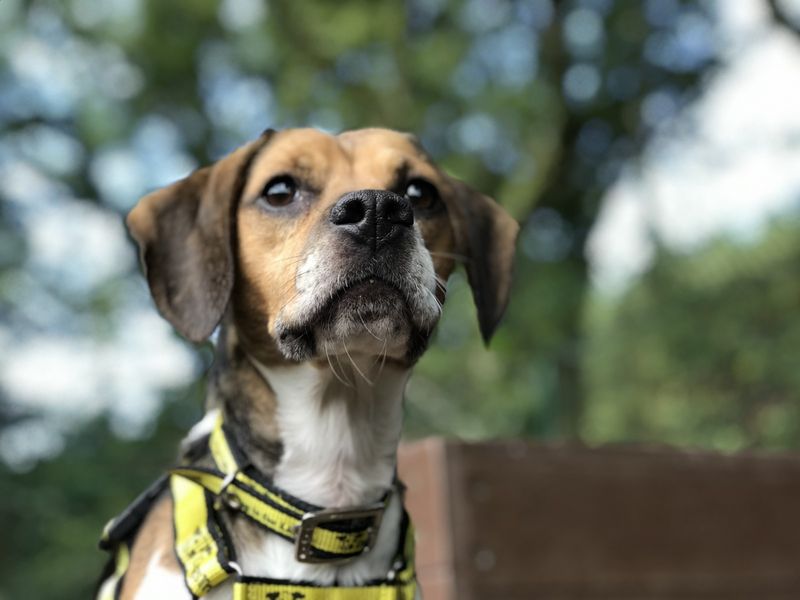 Beagle puppies for sale in Ilfracombe – 9 years old