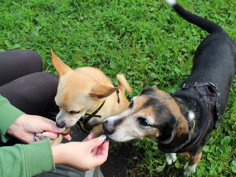 Odie for sale in Liverpool - Image 4