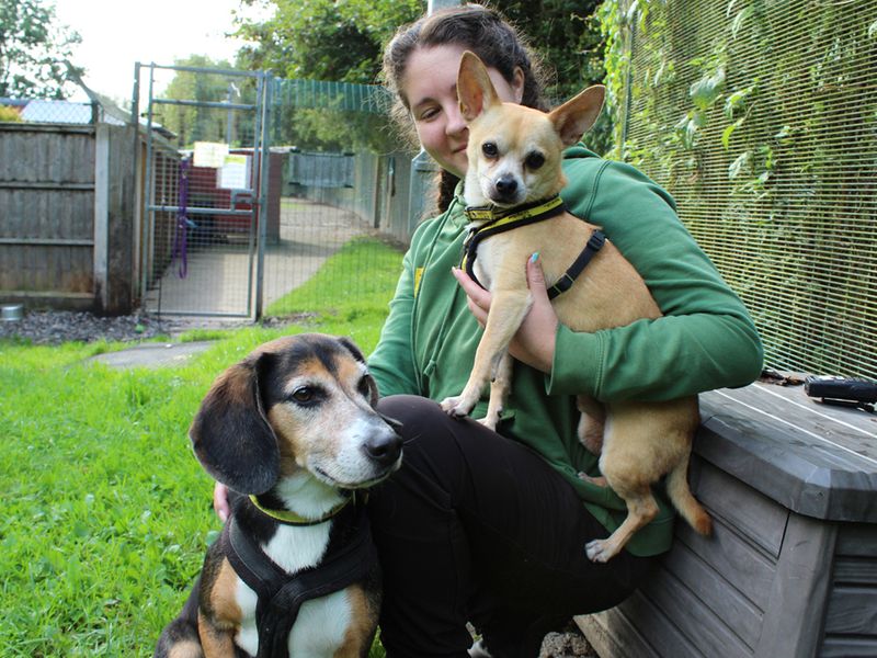 Odie for sale in Liverpool - Image 3