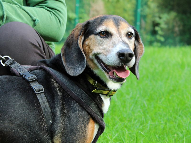 Odie for sale in Liverpool - Image 2