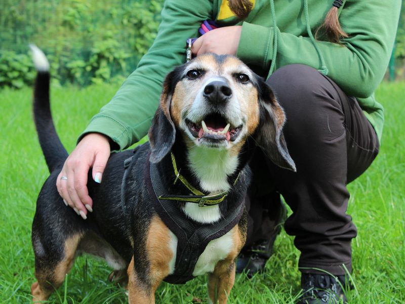 Odie for sale in Liverpool - Image 1