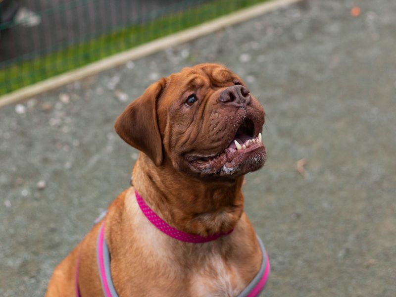 Adopt a Dogue De Bordeaux Rescue Dog Mila Dogs Trust