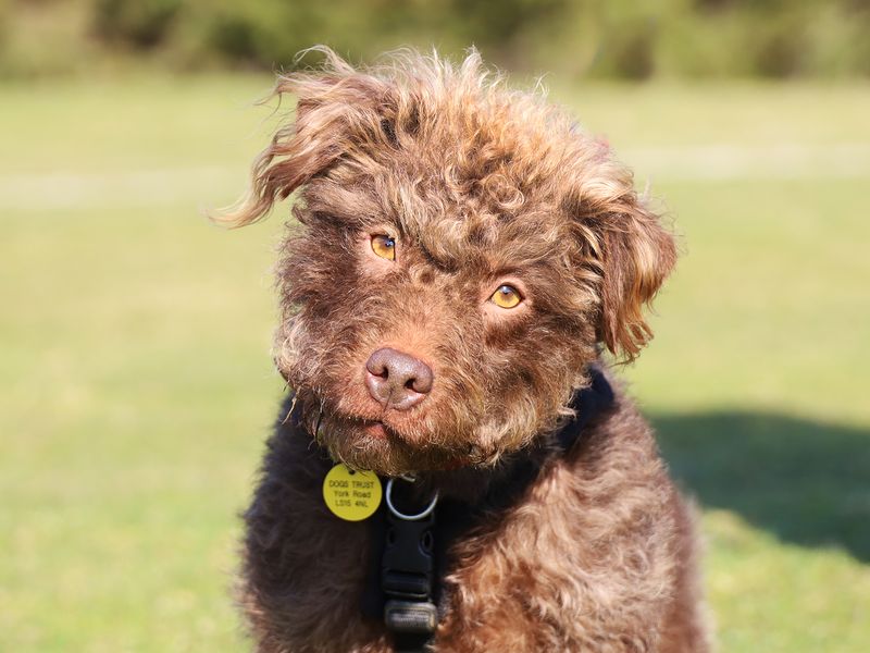 Monty | Terrier (Lakeland) | Leeds - 1