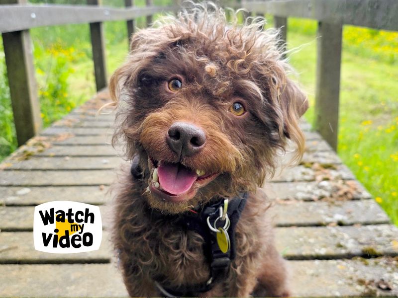 Monty | Terrier (Lakeland) | Leeds - 1