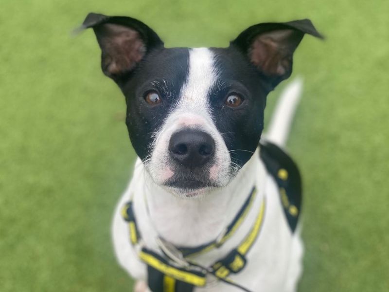 Jack Russell puppies for sale in Uxbridge – 8 years old