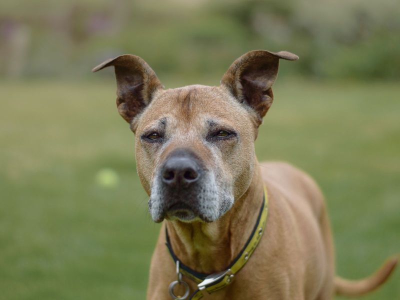 Narah | Terrier (Staffordshire Bull) Cross | Kenilworth (West Midlands) - 1