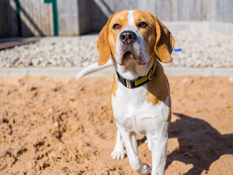 Ronnie for sale in Cardiff - Image 3