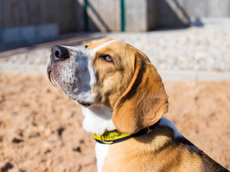 Beagle for adoption in Cardiff, Glamorgan – 3 years old - Image 5 of 5