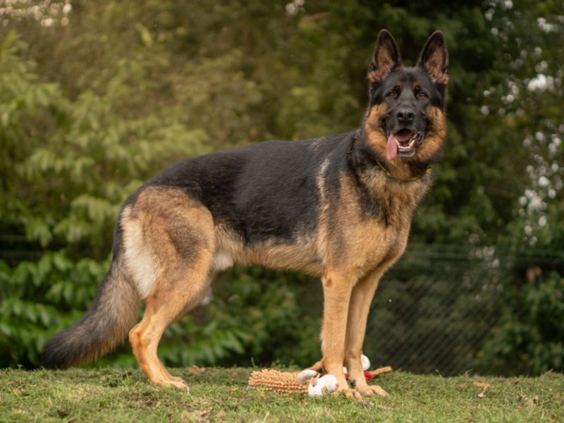 Hunter | German Shepherd Dog | Kenilworth (West Midlands) - 3