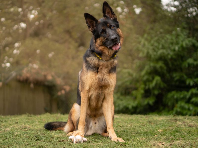 Hunter | German Shepherd Dog | Kenilworth (West Midlands) - 2