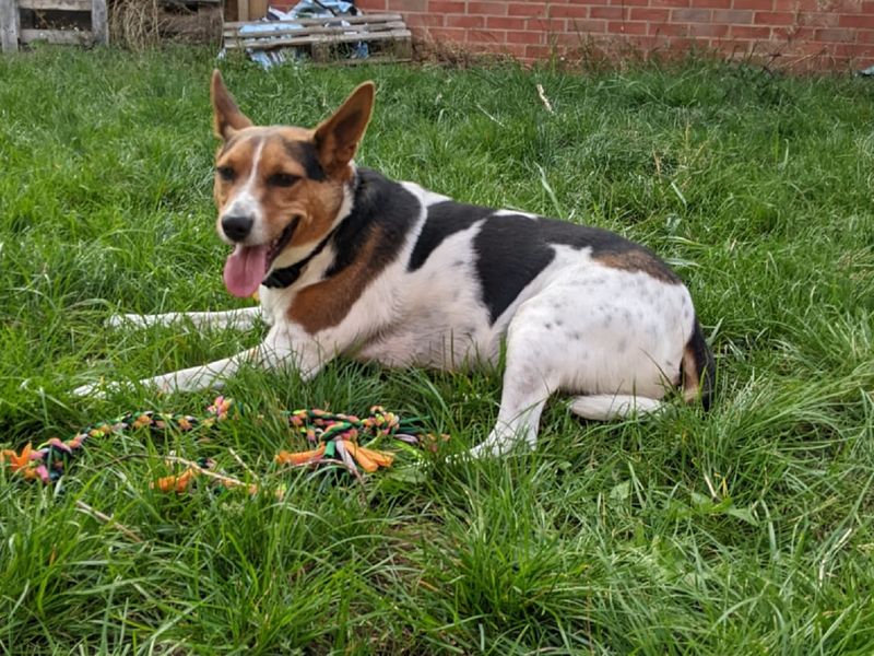 Milo for sale in Wymeswold
