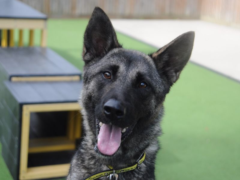 German Shepherd puppies for sale in Chestfield – 4 years old