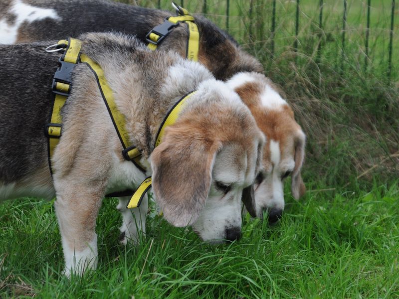 Hugh hefner for sale in Chestfield - Image 5