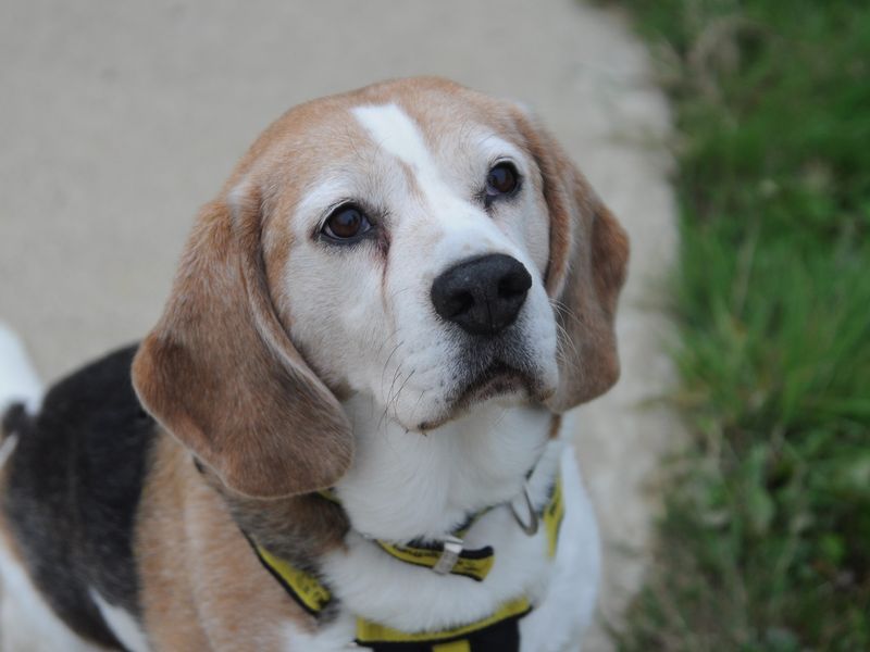 Hugh hefner for sale in Chestfield - Image 4