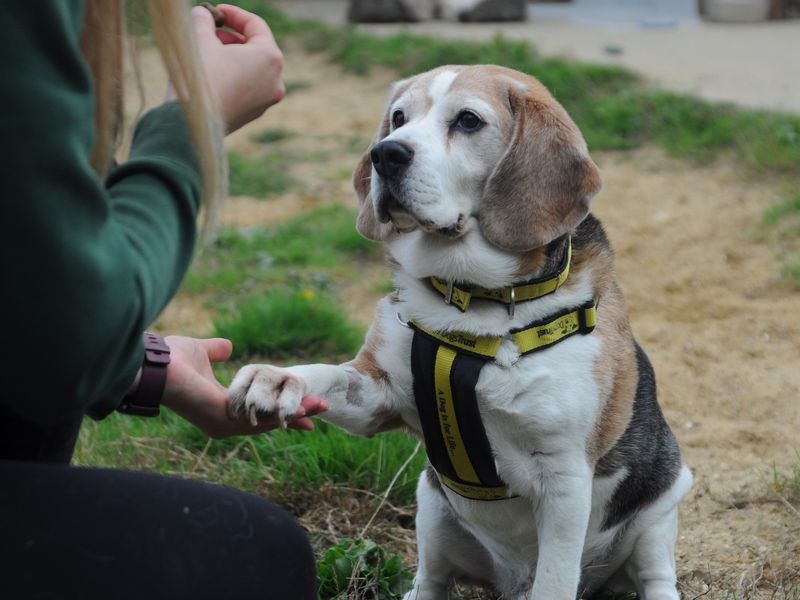 Hugh hefner for sale in Chestfield - Image 6