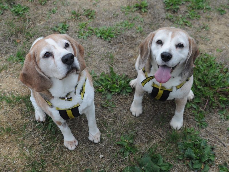 Beagle puppies for sale in Chestfield – 15 years old