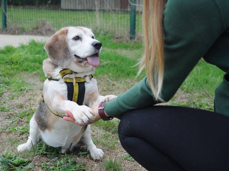 Beagle puppies for sale in Chestfield – 15 years old