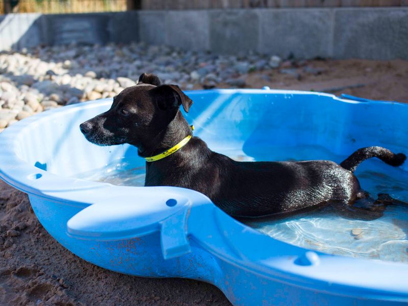 undefined | Terrier (Patterdale) Cross | undefined - 4
