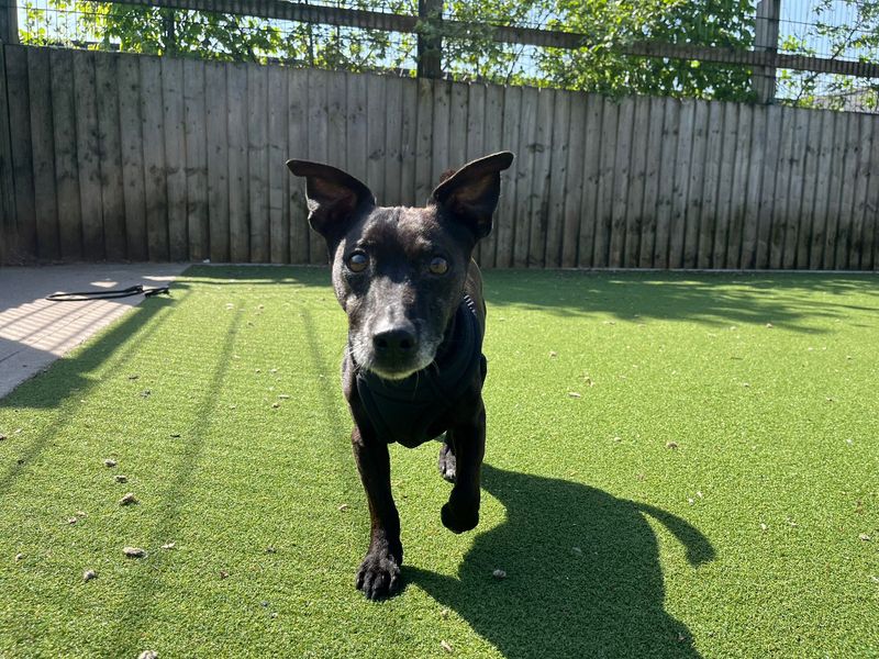 undefined | Terrier (Patterdale) Cross | undefined - 3