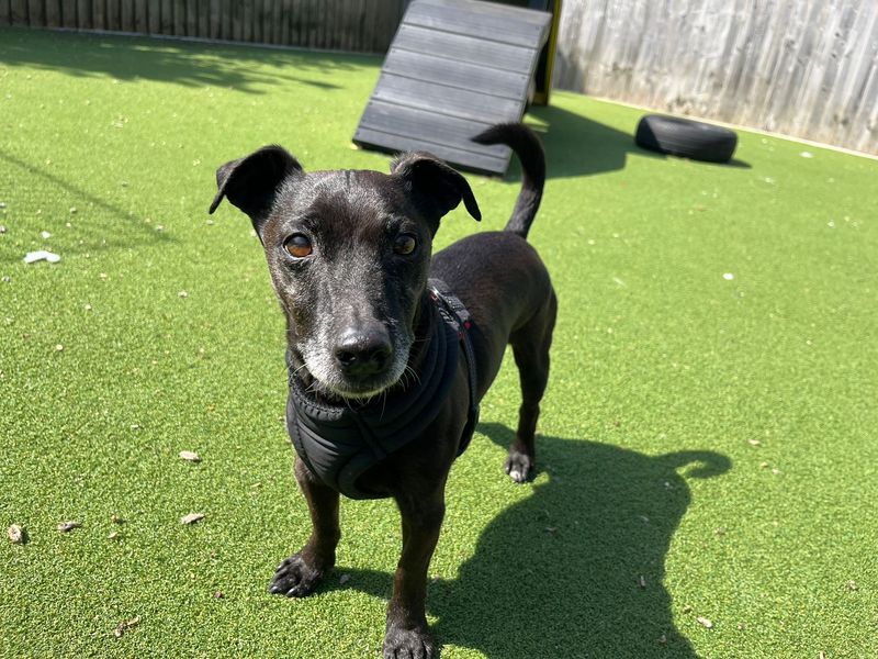 Ole | Terrier (Patterdale) Cross | Cardiff - 1