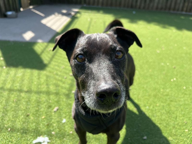 undefined | Terrier (Patterdale) Cross | undefined - 6