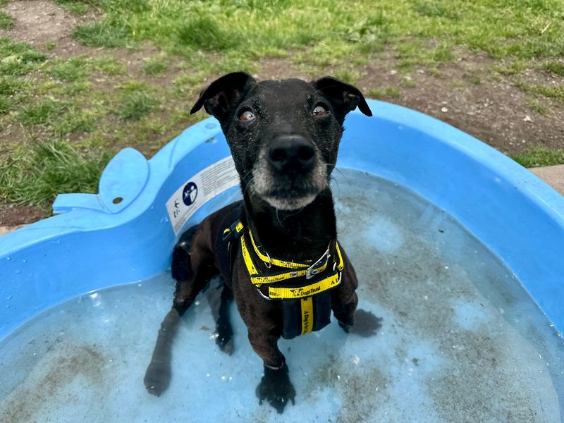undefined | Terrier (Patterdale) Cross | undefined - 5