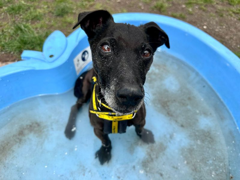 undefined | Terrier (Patterdale) Cross | undefined - 8
