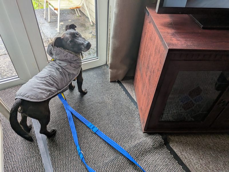 undefined | Terrier (Patterdale) Cross | undefined - 2