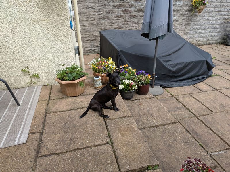 undefined | Terrier (Patterdale) Cross | undefined - 9