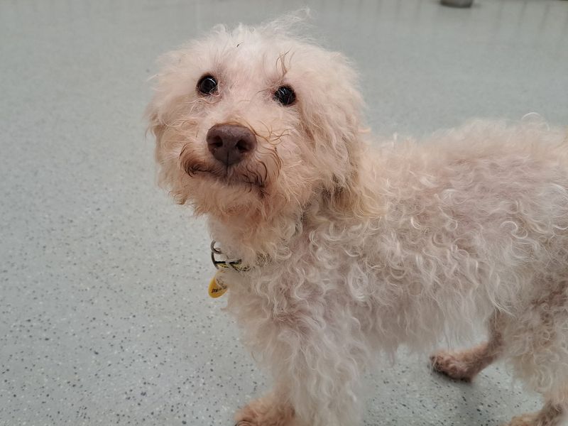 Poodle puppies for sale in Manchester – 14 years old