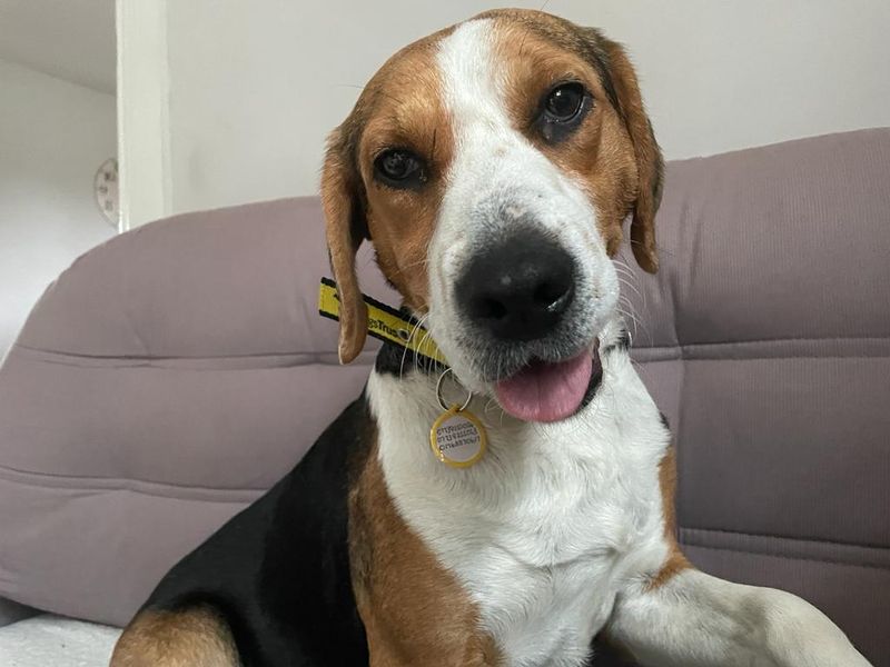 Beagle for adoption in , – 6 years old - Image 2 of 3