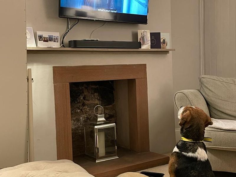 Beagle for adoption in , – 6 years old