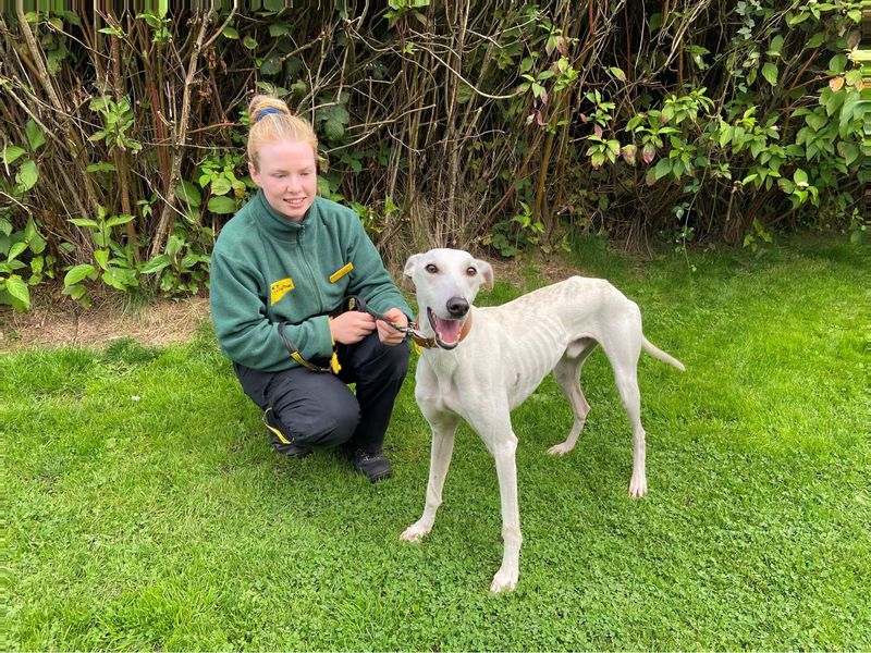 Can A Lurcher Live With Cats