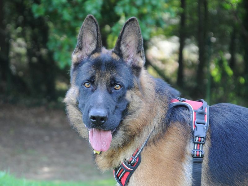 German Shepherd puppies for sale in Chestfield – 4 years old