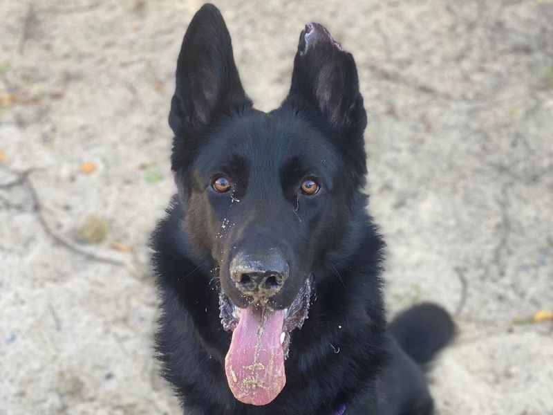 German Shepherd puppies for sale in Uxbridge – 3 years old