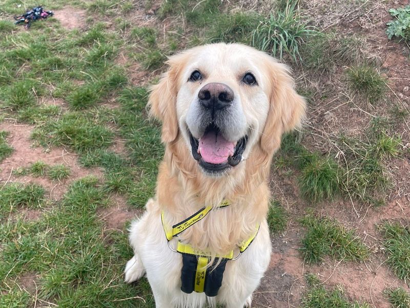 Golden Retriever puppies for sale in Cardiff – 12 years old