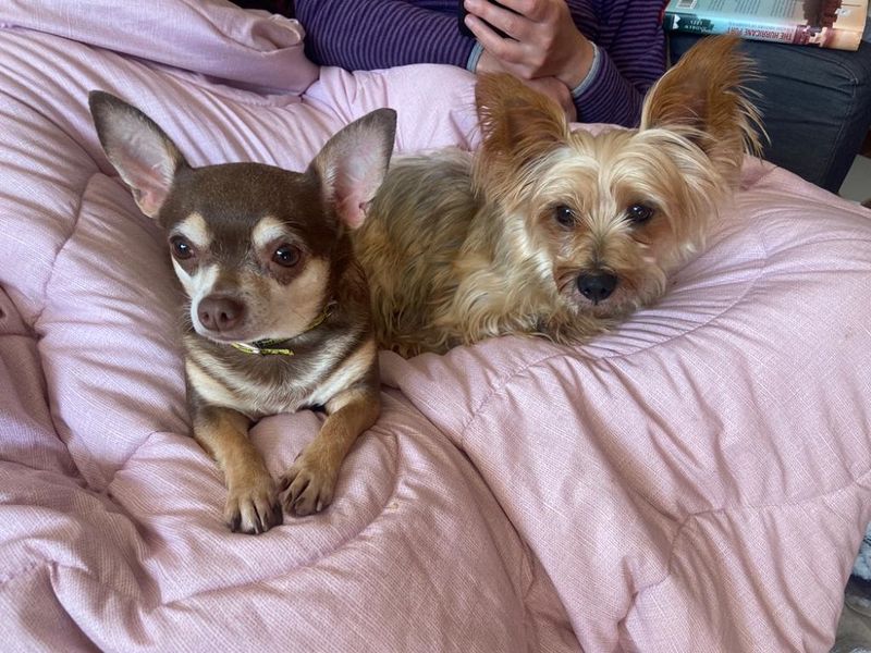 Yorkshire Terrier puppies for sale in Manchester – 9 years old