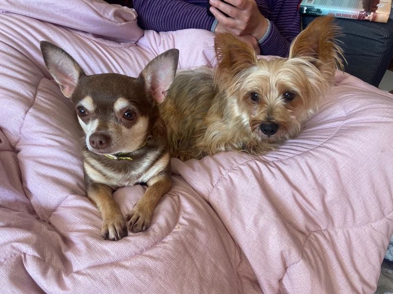 Angie for sale in Manchester - Image 2