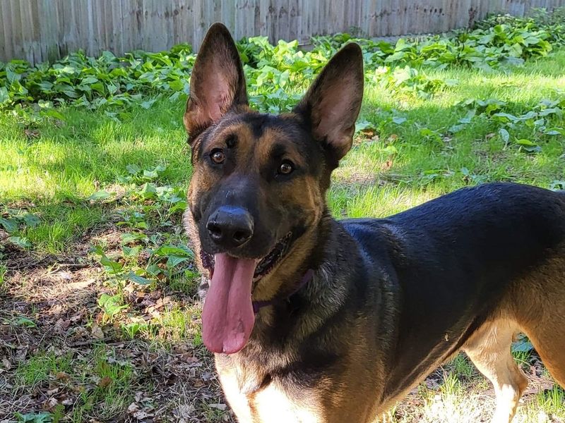 Adopt a German Shepherd Dog Cross Rescue Dog | Maximus | Dogs Trust