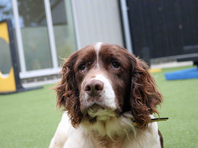 Springer Spaniel puppies for sale in Sadberge – 9 years old