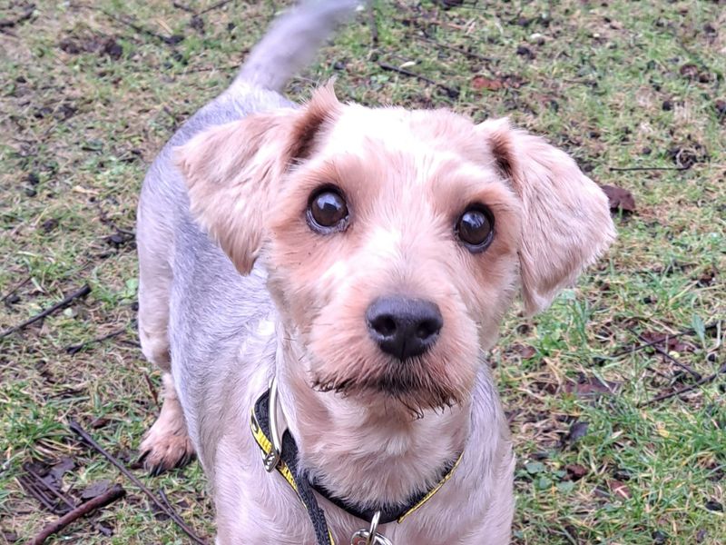 Yorkshire Terrier Dogs And Puppies For Adoption