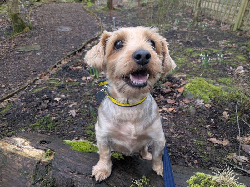 Duke | Terrier (Yorkshire) | West Calder (Edinburgh) - 1