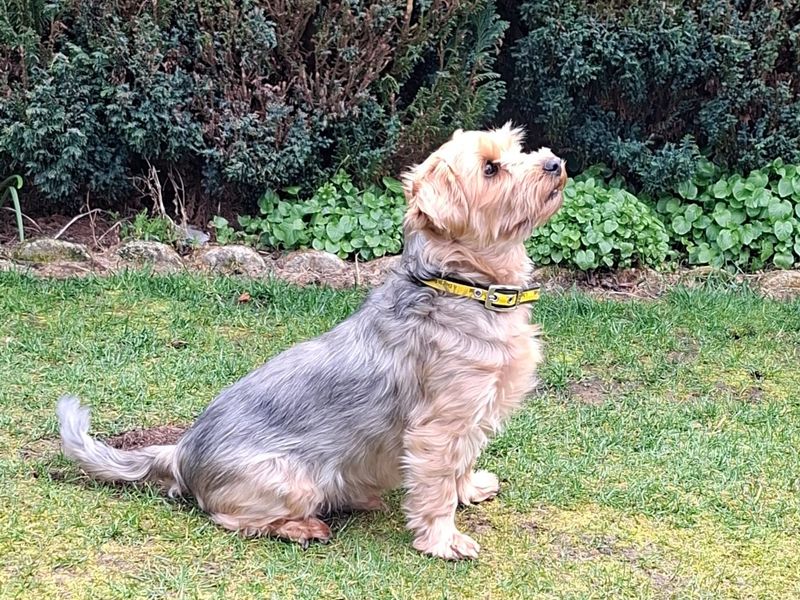 undefined | Terrier (Yorkshire) | undefined - 5